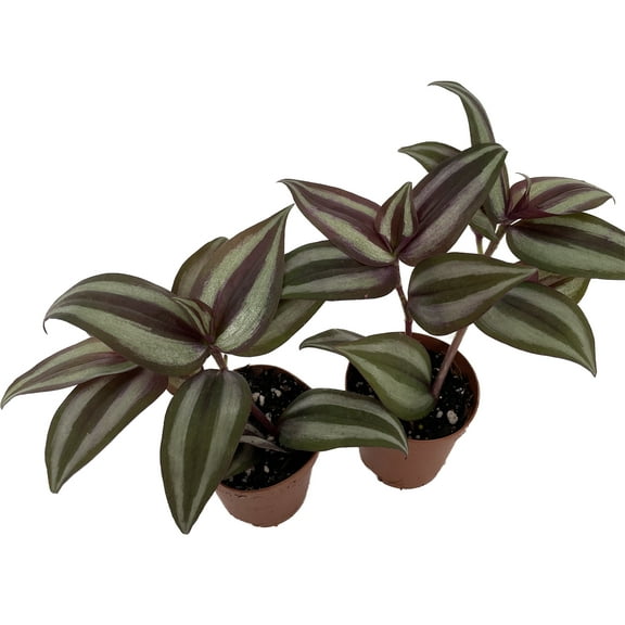 Sterling Silver Tradescantia - 2 Plants 2" Pots - Purple & Silver