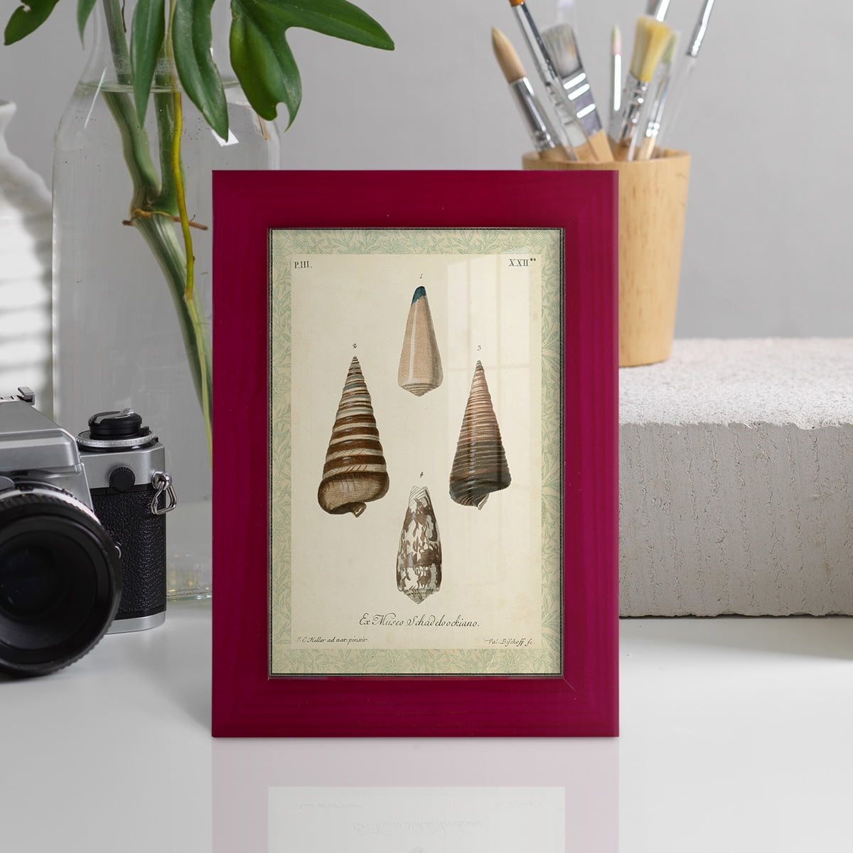 Bookplate Shells VI - Framed Print w/glass - Cherry Red