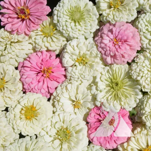 Zinnia Blushing Bride Zinnia White Zinnia Lime Seed Bundle Soft Garden Colors Non-GMO
