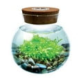 thumbnail image 5 of WaterPlants- Create Your Own Lush and Soothing Aquasacape Terrarium Starter Kit, Indoor Plant Glass Globe Terrariums with Powerful 3 LED Light and Complete Supplies, Just Add Water!, 5 of 9