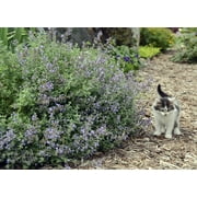 Cat's Meow Catmint Perennial - Nepeta - Gallon Pot - Proven Winners