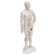 thumbnail image 5 of Modelo de Puntos Meridian, Modelo de Acupuntura de Cuerpo Humano de 10.2 Pulgadas Fáciles de Leer para la Enseñanza de Medicina China para Masajes, 5 of 7