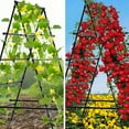 thumbnail image 7 of Sedeke 6ft Cucumber Trellis for Raised Bed, Garden Trellis for Climbing Plants Outdoor, A Frame Metal Trellis Support with Net for Vegetables Vines, 7 of 7