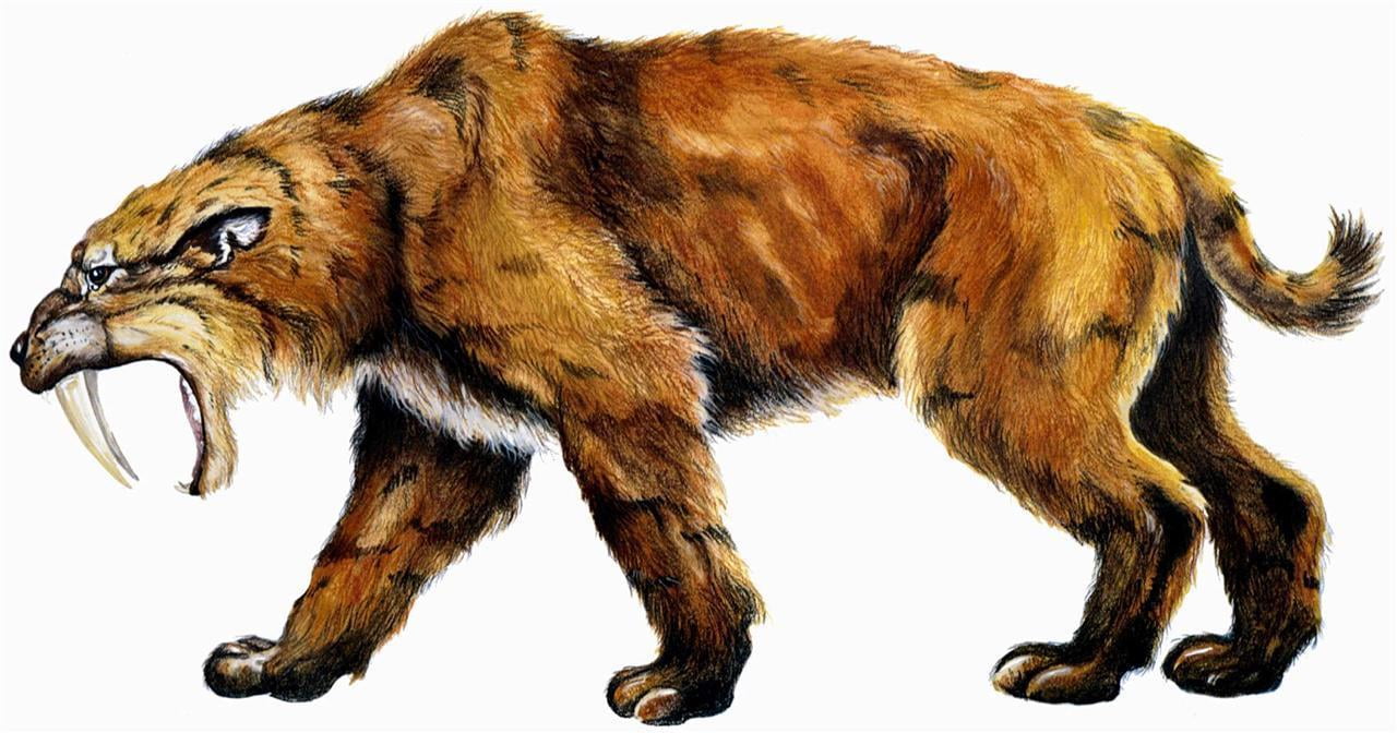 saber tooth tiger art