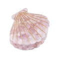 thumbnail image 2 of QIQUWOHUL Seashell Pearl Hairpins Side Bangs Hair Clips Headwear Styling Tools Hair Accessories Beach Hair Barrettes, 2 of 3