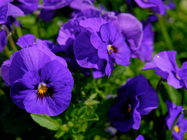 Purple Violet Live Plant for Planting, Indoor Houseplant in 4'' Pot, Vibrant Violet Flowers Ready to Grow 3-5 Inch Tall