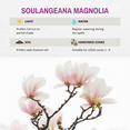 thumbnail image 4 of Soulangeana Magnolia Live Plant, 3 to 5 Inches Tall, Dormant, Potted Saucer Magnolia Plant for Outdoor Growing, 4 of 6