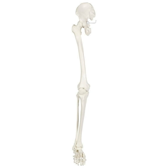 Axis Scientific Human Leg Model, Life-Size 36" Skeletal Model with All Leg Bones, Removable Hip Joint and Fully Articulated Foot and Detailed Product Manual