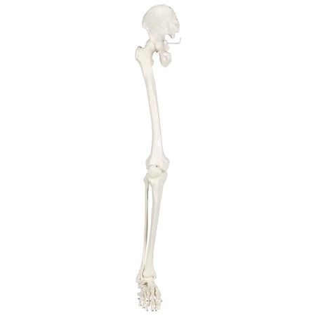 Axis Scientific Human Leg Model  Life-Size 36  Skeletal Model with All Leg Bones  Removable Hip Joint and Fully Articulated Foot and Detailed Product Manual price history on PriceWatchPro