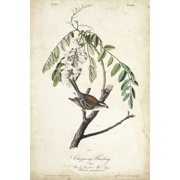 Art.com Delicate Bird and Botanical I Art Print by John James Audubon, 16" x 24"