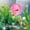 Pink, variant on Pet Supplies Aquarium Decorations Fish Tank Tunnel With Suction Cups for Underwater Scenery and Fish Play Hideout