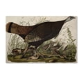thumbnail image 2 of Trademark Fine Art "Great American Hen and Young" Canvas Art by John James Audubon, 2 of 4