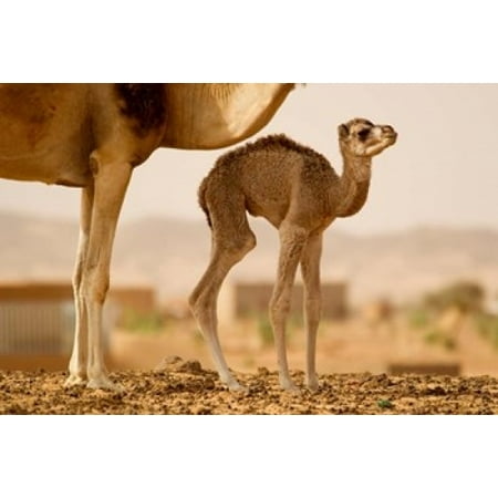Mauritania Guelb Jmel Little dromedary at the well Canvas Art - Aldo Pavan DanitaDelimont (24 x 15)