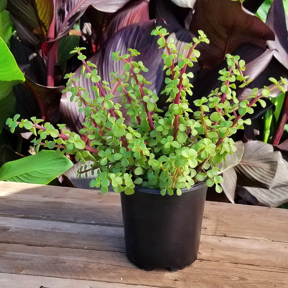 Element by Altman Plants Portulacaria Prostrata Easy Succulent; 1 gal Grower Pot; Full Sun