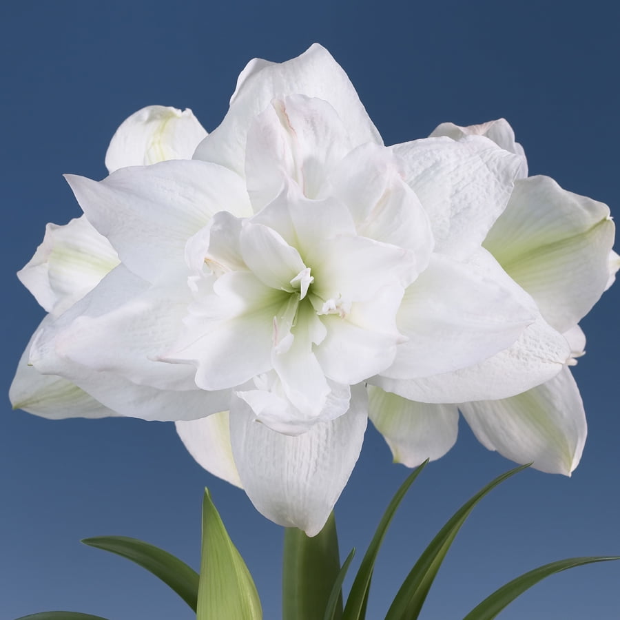 EuroBlooms Amaryllis Marquis, Prepotted Indoor Plants, Double White Blooms, Bright indoor light or filtered sunlight