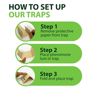 Spider & Silverfish Prebaited Trap - 1 Pack 6 Traps by GreenWay