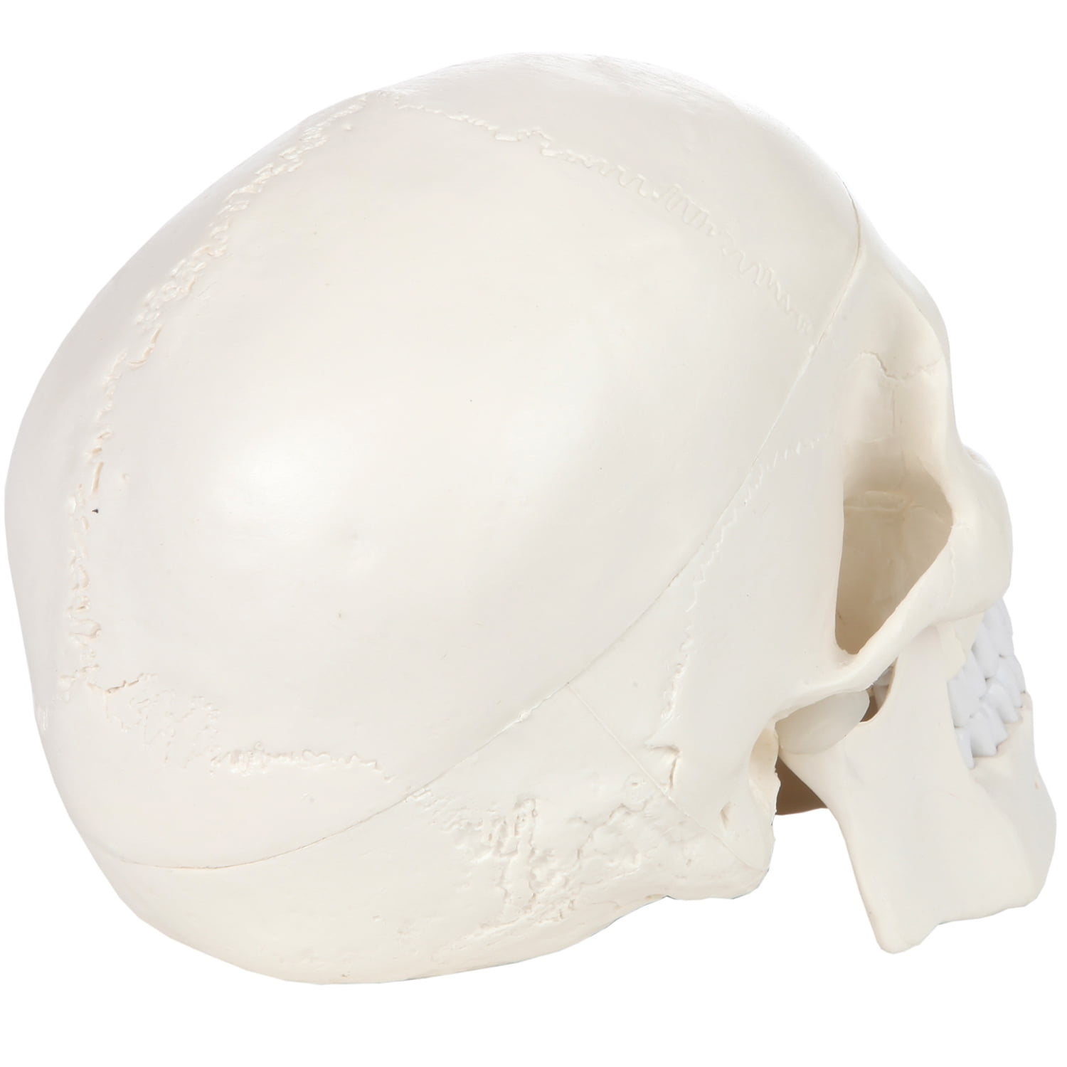 Renewed Detailed Product Manual 3-Part Life Size Anatomically Correct Medical Replica Skull Cap with External and Interior Structures Axis Scientific Human Skull Model and Worry Free 3 Year Warranty