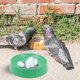 thumbnail image 3 of 3 nidos de plástico para palomas, nidos de cría para aves, cuencos para poner huevos, suministros para mascotas, 3 of 6