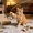B, variant on Chirping Bird Cat Toy Hanging Feather Teaser Stick Interactive Play for Indoor Cats