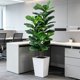 thumbnail image 4 of Árbol de Higuera de Hoja de Violín con Macetero Blanco - Plantas de Higo de Seda Falsas con Hojas Grandes de Violín, Árboles Artificiales para Decoración del Hogar Interior, 4 of 4