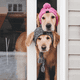 thumbnail image 5 of Gorro protector de invierno para perros: gorro de punto cálido para perros Cómodo gorro para perros con flecos Adepaton CPB-DE-LYY2044-1, 5 of 5