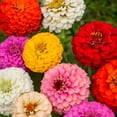 TomorrowSeeds - Dahlia Flowered Mix Zinnia Seeds - 200+ Count Packet