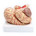 thumbnail image 4 of 1: 1 modelo de enseñanza de órgano de disección profesional de cerebro anatómico humano de tamaño real, 4 of 4