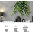 thumbnail image 5 of Live English Ivy, Hedera Helix, Ivy Houseplant, Trailing Indoor Plant, Sympathy Gift, Hanging Plant, Live Home Decor, Plant Lover Gift in 8" Hanging Basket, 5 of 5