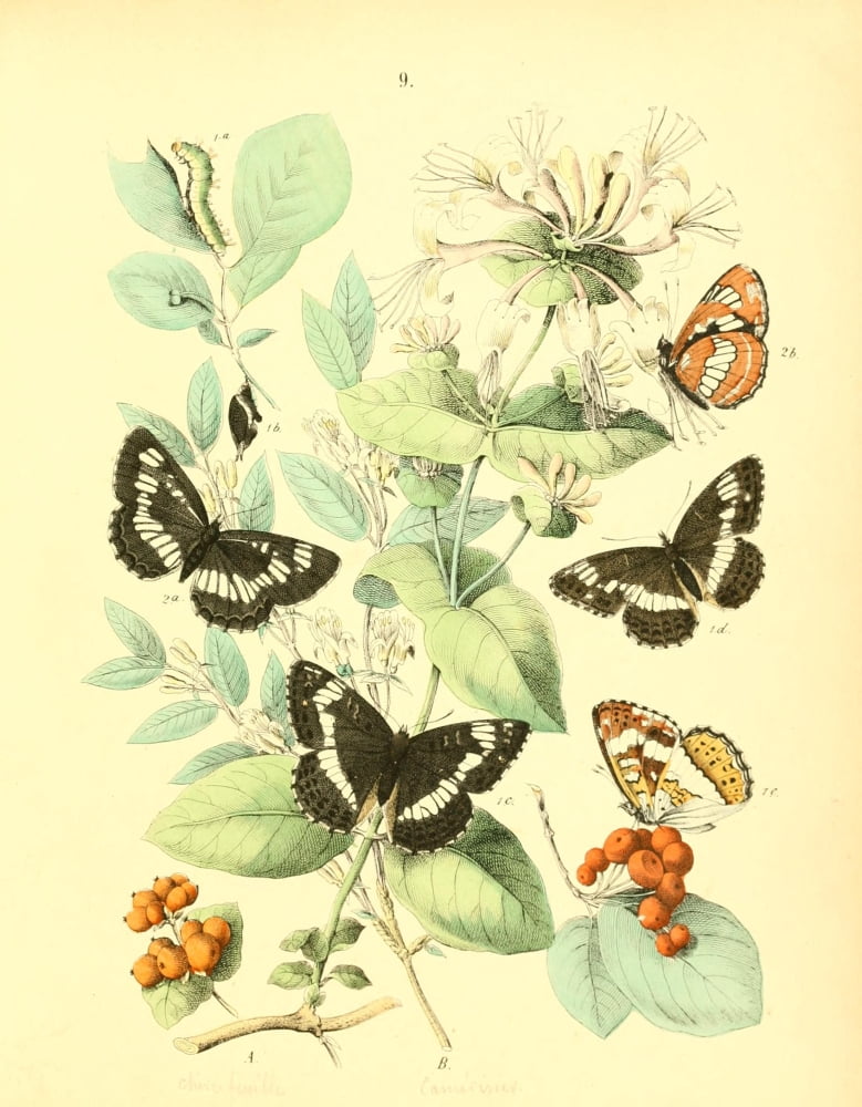 Muse Entomologique