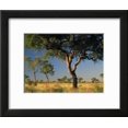 thumbnail image 2 of Acacia Trees, Kruger National Park, South Africa, Botanical Framed Art Print Wall Art by Walter Bibikow Sold by Art.Com, 2 of 6