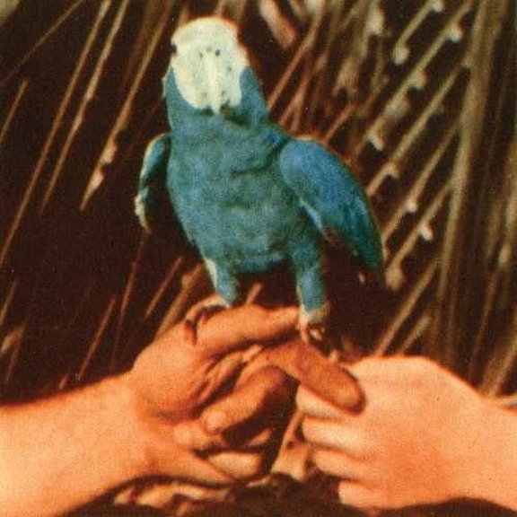 Andrew Bird - Are You Serious - Music & Performance - CD