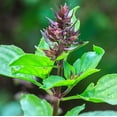 thumbnail image 2 of HJADGG Seeds Indoor Ornamental Basil Tulsi Tree for Planting Non GMO, 2 of 8