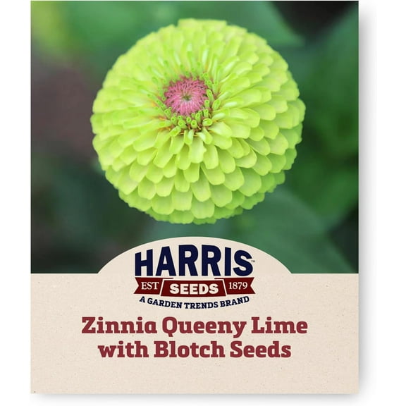 Harris Seeds Zinnia Queeny Lime with Blotch, Non-GMO Cut Flower Variety with Antique Tones, 50 Count