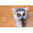 thumbnail image 2 of Hogstrom, Inger 24x17 White Modern Wood Framed Museum Art Print Titled - Madagascar-Berenty-Berenty Reserve Ring-tailed lemur, 2 of 4