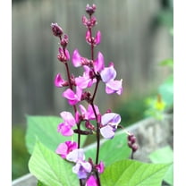 Earthcare Seeds - Hyacinth Bean 15 Seeds (Dolichos Lablab Purpureus) Heirloom - Open Pollinated