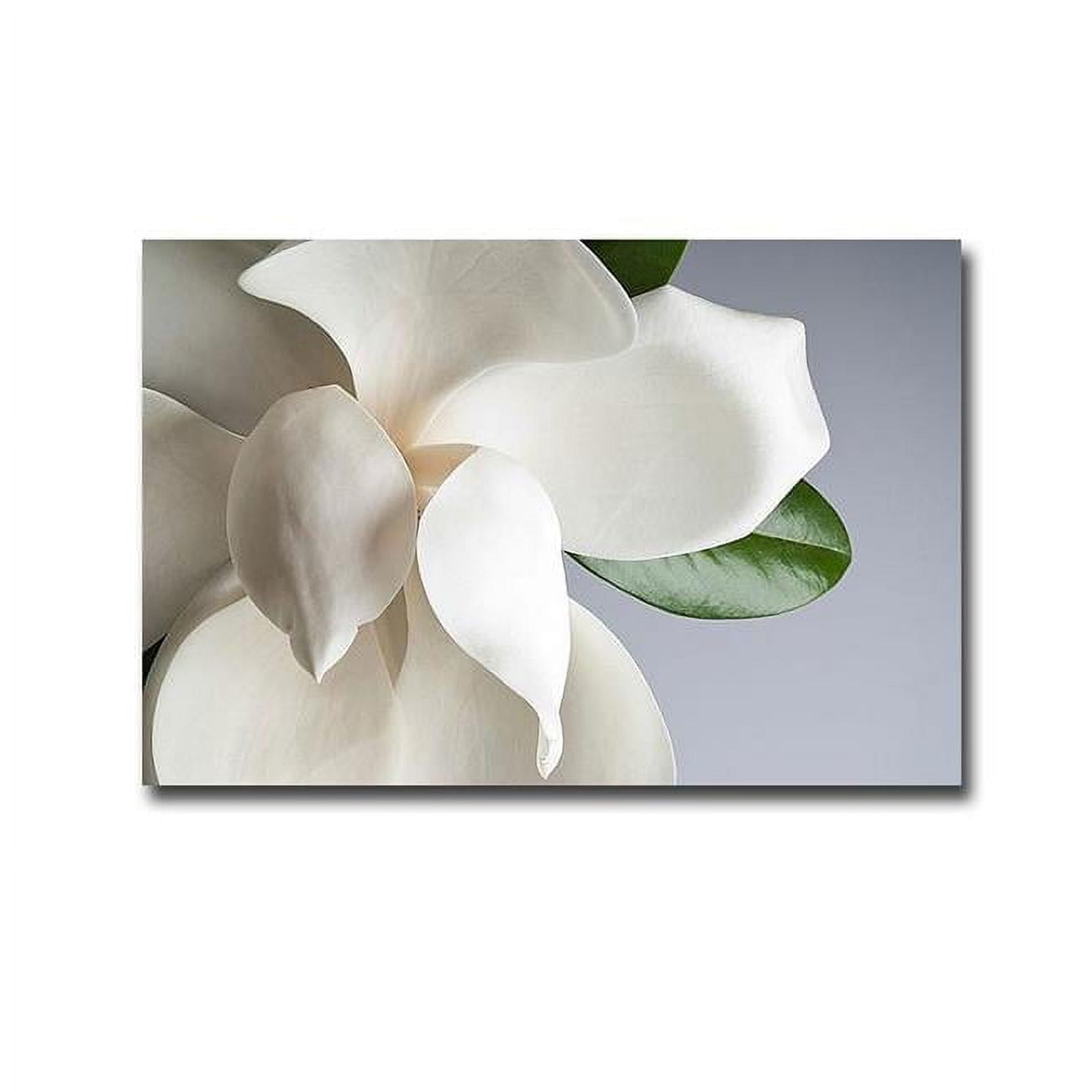 Magnolia by PhotoINC Studio Premium Oversize Gallery-Wrapped Canvas Giclee Art - 30 x 45 in.