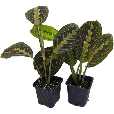Red Prayer Plant - 2 Pack - Maranta - Easy to Grow House Plant - 3" Pots