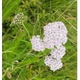 thumbnail image 5 of White Yarrow Seeds –200 Seeds. 100% Pure Non-GMO Seeds for Herbal Gardens. Vibrant and Easy-to-Grow Garden Blooms - Vibrant Blooms: Produce Large, Eye-catching Flowers., 5 of 5