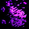 thumbnail image 5 of MoNiBloom 3 Pack 43Ft Halloween Fairy Lights with 8 Mode Controller, 100 Bulbs and Timer, Reusable Purple Color String Lights for Outdoor & Indoor, Power by Charge, 5 of 10