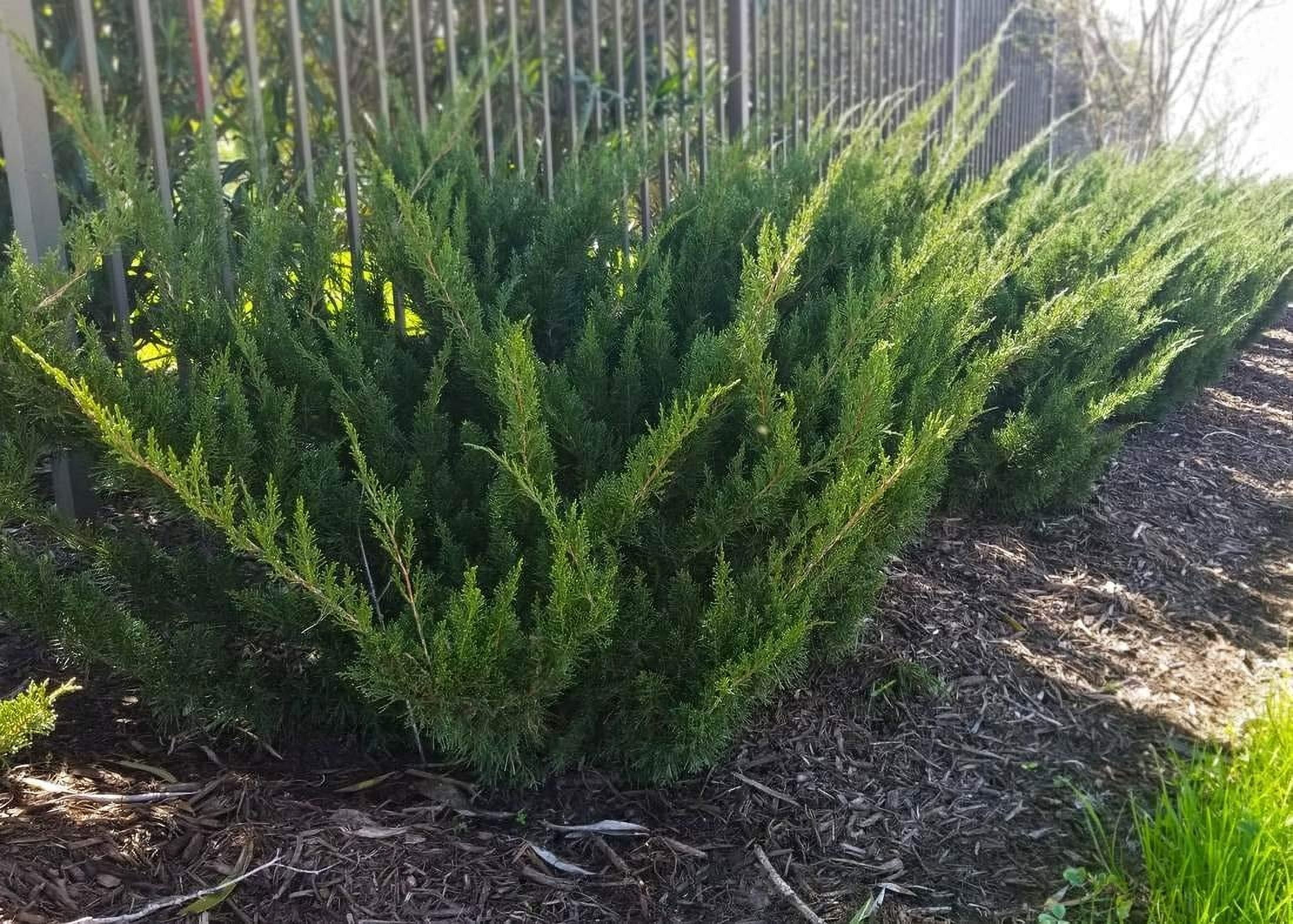 Sea Green Juniper - 20 Live Plants - Juniperus Chinensis - Hardy Evergreen Privacy Screen