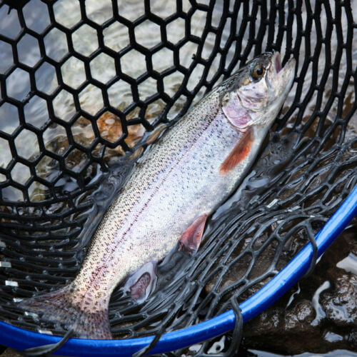 UFISH Fishing Landing Rubber Net, Trout Salmon Fishing Net, Fly