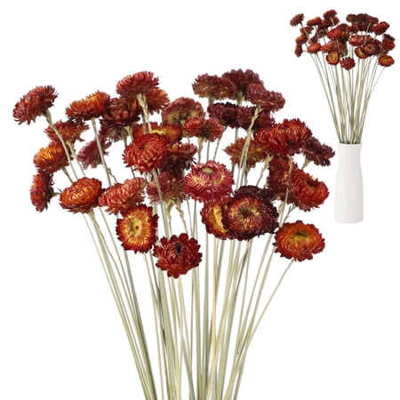 40 Stems Dried Red Strawflowers Bulk, Natural Real Flowers for DIY Floral Arrangements, Wedding, Party, Home Decoration, 15.7 In Root Stalk