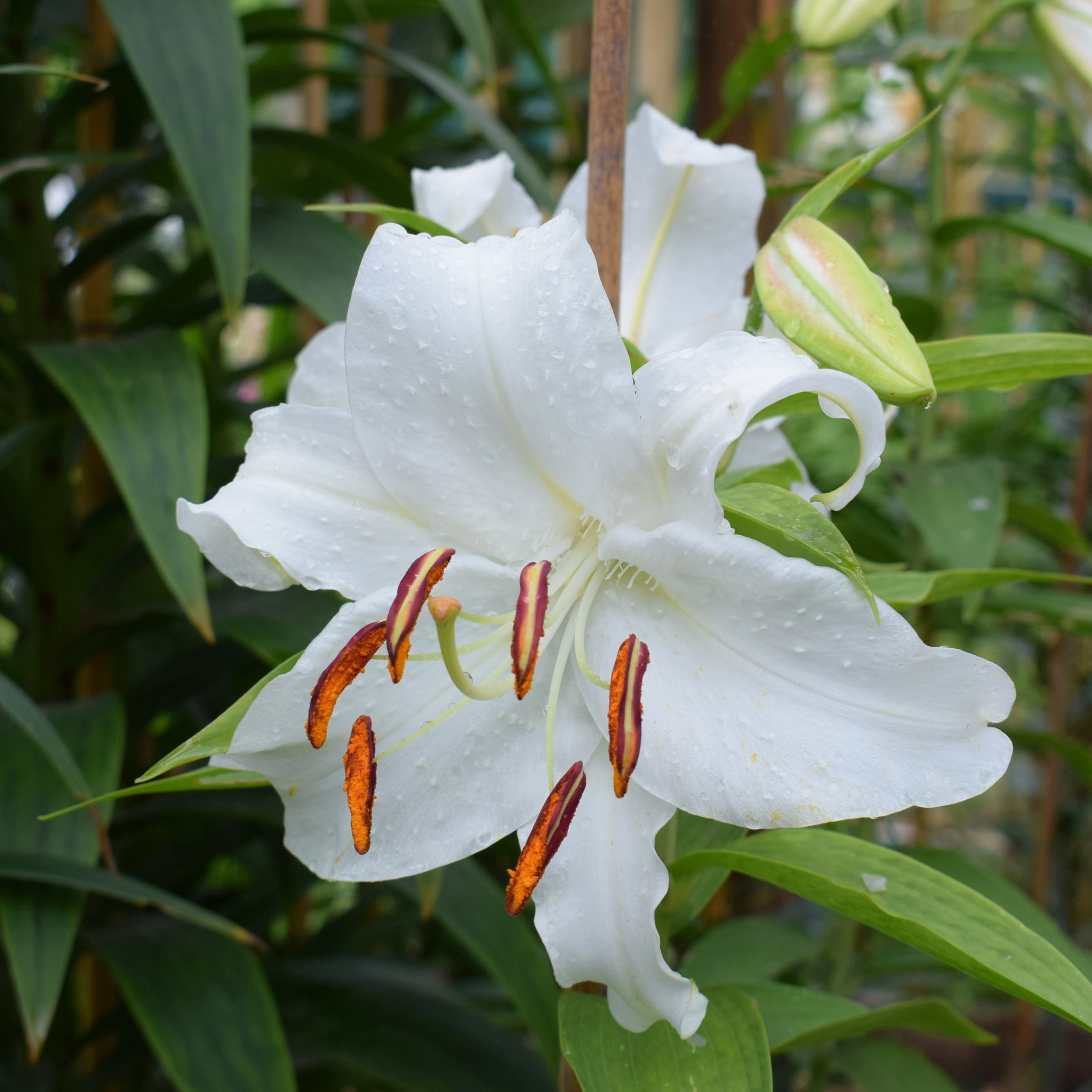 National Plant Network Lily Casa Blanca Bulbs (5-Pack)