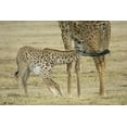 thumbnail image 2 of Morris, Arthur 18x13 Gold Ornate Wood Framed with Double Matting Museum Art Print Titled - Kenya, Lake Naivasha Young giraffe nursing, 2 of 4
