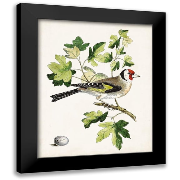 Unknown 12x14 Black Modern Framed Museum Art Print Titled - Antique Bird-Botanical and Egg III