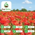 50000 Red Flanders Poppy Seeds Non GMO Heirloom Poppy Seeds Poppy
