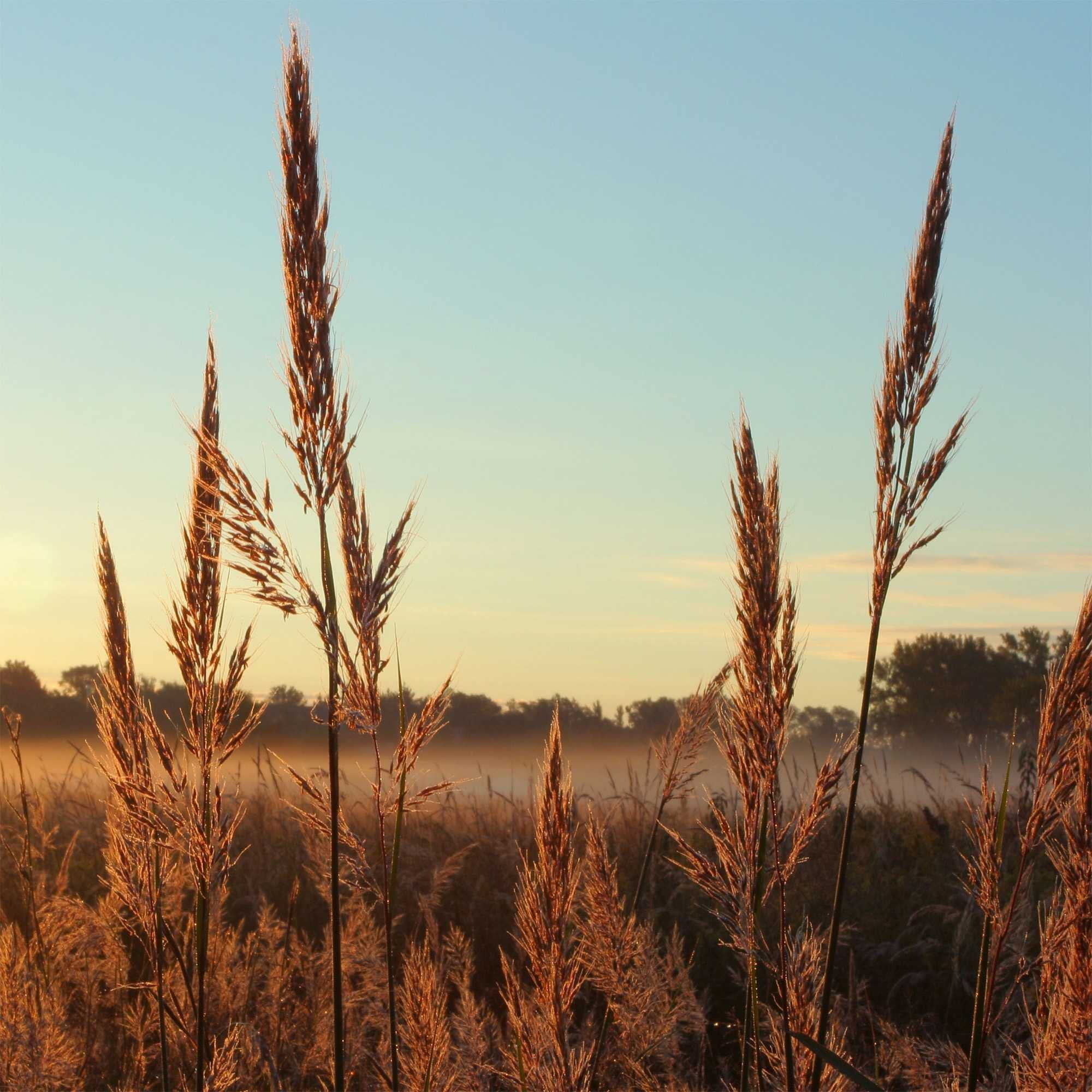 Outsidepride 5 lb. Perennial Andropogon Big Bluestem Warm Season Native Prairie Grass Seed