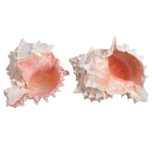 Hermit Crab Murex Shell 2 Pink Murex Sea Shell 3" -4" Hermit Crab Home Plus Free Nautical eBook by Joseph Rains