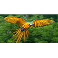thumbnail image 2 of 212 Main LPO2320 6 x 12 in. Macaw in Flight Photo License Plate, 2 of 2