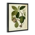 thumbnail image 3 of Stupell Industries Vintage Avocado Plant Food & Beverage Painting Black Floater Framed Canvas Art Print Wall Art, 17 x 21, 3 of 9